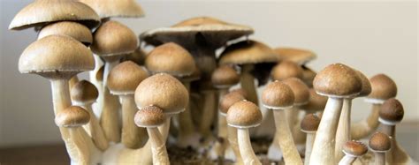 Can you procure magic mushrooms online